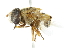  ( - CNC DIPTERA 2980)  @14 [ ] CreativeCommons - Attribution (2011) CNC/CBG Photography Group Centre for Biodiversity Genomics
