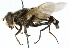  ( - CNC DIPTERA 30135)  @13 [ ] CreativeCommons - Attribution (2011) CNC/CBG Photography Group Centre for Biodiversity Genomics