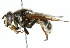  ( - CNC DIPTERA 30237)  @14 [ ] CreativeCommons - Attribution (2011) CNC/CBG Photography Group Centre for Biodiversity Genomics
