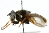  ( - CNC DIPTERA 30390)  @13 [ ] CreativeCommons - Attribution (2011) CNC/CBG Photography Group Centre for Biodiversity Genomics