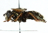  ( - CNC DIPTERA 30391)  @13 [ ] CreativeCommons - Attribution (2011) CNC/CBG Photography Group Centre for Biodiversity Genomics