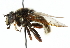  ( - CNC DIPTERA 30516)  @14 [ ] CreativeCommons - Attribution (2011) CNC/CBG Photography Group Centre for Biodiversity Genomics