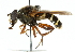  ( - CNC DIPTERA 30635)  @15 [ ] CreativeCommons - Attribution (2011) CNC/CBG Photography Group Centre for Biodiversity Genomics