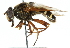  ( - CNC DIPTERA 30639)  @14 [ ] CreativeCommons - Attribution (2011) CNC/CBG Photography Group Centre for Biodiversity Genomics