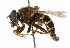  (Sericomyia slossonae - CNC DIPTERA 30703)  @14 [ ] CreativeCommons - Attribution (2011) CNC/CBG Photography Group Centre for Biodiversity Genomics