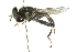  ( - CNC DIPTERA 31)  @13 [ ] CreativeCommons - Attribution (2011) CNC/CBG Photography Group Centre for Biodiversity Genomics