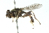  ( - CNC DIPTERA 32)  @13 [ ] CreativeCommons - Attribution (2011) CNC/CBG Photography Group Centre for Biodiversity Genomics