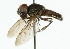  ( - CNC DIPTERA 32883)  @13 [ ] CreativeCommons - Attribution (2011) CNC/CBG Photography Group Centre for Biodiversity Genomics