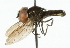  ( - CNC DIPTERA 32886)  @13 [ ] CreativeCommons - Attribution (2011) CNC/CBG Photography Group Centre for Biodiversity Genomics