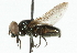  ( - CNC DIPTERA 32908)  @12 [ ] CreativeCommons - Attribution (2011) CNC/CBG Photography Group Centre for Biodiversity Genomics