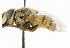  ( - CNC DIPTERA 33376)  @11 [ ] CreativeCommons - Attribution (2011) CNC/CBG Photography Group Centre for Biodiversity Genomics