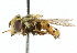  ( - CNC DIPTERA 33403)  @11 [ ] CreativeCommons - Attribution (2011) CNC/CBG Photography Group Centre for Biodiversity Genomics