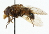  ( - CNC DIPTERA 33466)  @11 [ ] CreativeCommons - Attribution (2011) CNC/CBG Photography Group Centre for Biodiversity Genomics