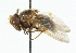  ( - CNC DIPTERA 33467)  @11 [ ] CreativeCommons - Attribution (2011) CNC/CBG Photography Group Centre for Biodiversity Genomics