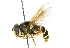  ( - CNC DIPTERA 33895)  @14 [ ] CreativeCommons - Attribution (2011) CNC/CBG Photography Group Centre for Biodiversity Genomics