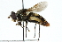  ( - CNC DIPTERA 33901)  @13 [ ] CreativeCommons - Attribution (2011) CNC/CBG Photography Group Centre for Biodiversity Genomics