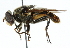  ( - CNC DIPTERA 33907)  @13 [ ] CreativeCommons - Attribution (2011) CNC/CBG Photography Group Centre for Biodiversity Genomics
