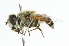  ( - CNC DIPTERA 340)  @14 [ ] CreativeCommons - Attribution (2011) CNC/CBG Photography Group Centre for Biodiversity Genomics