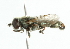  ( - CNC DIPTERA 34780)  @12 [ ] CreativeCommons - Attribution (2011) CNC/CBG Photography Group Centre for Biodiversity Genomics