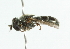  ( - CNC DIPTERA 34782)  @12 [ ] CreativeCommons - Attribution (2011) CNC/CBG Photography Group Centre for Biodiversity Genomics