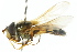  ( - CNC DIPTERA 34839)  @13 [ ] CreativeCommons - Attribution (2011) CNC/CBG Photography Group Centre for Biodiversity Genomics