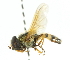  ( - CNC DIPTERA 34841)  @14 [ ] CreativeCommons - Attribution (2011) CNC/CBG Photography Group Centre for Biodiversity Genomics