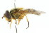  ( - CNC DIPTERA 34842)  @13 [ ] CreativeCommons - Attribution (2011) CNC/CBG Photography Group Centre for Biodiversity Genomics