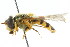  ( - CNC DIPTERA 34843)  @14 [ ] CreativeCommons - Attribution (2011) CNC/CBG Photography Group Centre for Biodiversity Genomics