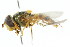  ( - CNC DIPTERA 34853)  @13 [ ] CreativeCommons - Attribution (2011) CNC/CBG Photography Group Centre for Biodiversity Genomics