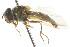  ( - CNC DIPTERA 34998)  @11 [ ] CreativeCommons - Attribution (2011) CNC/CBG Photography Group Centre for Biodiversity Genomics