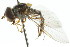  ( - CNC DIPTERA 35006)  @13 [ ] CreativeCommons - Attribution (2011) CNC/CBG Photography Group Centre for Biodiversity Genomics