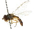  ( - CNC DIPTERA 35012)  @12 [ ] CreativeCommons - Attribution (2011) CNC/CBG Photography Group Centre for Biodiversity Genomics