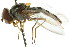  ( - CNC DIPTERA 35013)  @11 [ ] CreativeCommons - Attribution (2011) CNC/CBG Photography Group Centre for Biodiversity Genomics