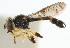  ( - CNC DIPTERA 35098)  @11 [ ] CreativeCommons - Attribution (2011) CNC/CBG Photography Group Centre for Biodiversity Genomics