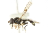  ( - CNC DIPTERA 35106)  @12 [ ] CreativeCommons - Attribution (2011) CNC/CBG Photography Group Centre for Biodiversity Genomics