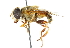  ( - CNC DIPTERA 35684)  @13 [ ] CreativeCommons - Attribution (2011) CNC/CBG Photography Group Centre for Biodiversity Genomics