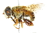  ( - CNC DIPTERA 35720)  @14 [ ] CreativeCommons - Attribution (2011) CNC/CBG Photography Group Centre for Biodiversity Genomics