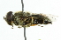  ( - CNC DIPTERA 35760)  @11 [ ] CreativeCommons - Attribution (2011) CNC/CBG Photography Group Centre for Biodiversity Genomics