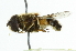  ( - CNC DIPTERA 35761)  @14 [ ] CreativeCommons - Attribution (2011) CNC/CBG Photography Group Centre for Biodiversity Genomics