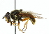  ( - CNC DIPTERA 35771)  @14 [ ] CreativeCommons - Attribution (2011) CNC/CBG Photography Group Centre for Biodiversity Genomics