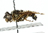  ( - CNC DIPTERA 35773)  @13 [ ] CreativeCommons - Attribution (2011) CNC/CBG Photography Group Centre for Biodiversity Genomics