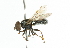  ( - CNC DIPTERA 36)  @14 [ ] CreativeCommons - Attribution (2011) CNC/CBG Photography Group Centre for Biodiversity Genomics