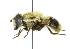  ( - CNC DIPTERA 36019)  @14 [ ] CreativeCommons - Attribution (2011) CNC/CBG Photography Group Centre for Biodiversity Genomics