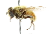  ( - CNC DIPTERA 36108)  @14 [ ] CreativeCommons - Attribution (2011) CNC/CBG Photography Group Centre for Biodiversity Genomics