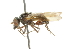  ( - CNC DIPTERA 36181)  @13 [ ] CreativeCommons - Attribution (2011) CNC/CBG Photography Group Centre for Biodiversity Genomics