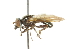  ( - CNC DIPTERA 36191)  @13 [ ] CreativeCommons - Attribution (2011) CNC/CBG Photography Group Centre for Biodiversity Genomics