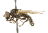  ( - CNC DIPTERA 36197)  @12 [ ] CreativeCommons - Attribution (2011) CNC/CBG Photography Group Centre for Biodiversity Genomics