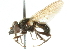  ( - CNC DIPTERA 36198)  @12 [ ] CreativeCommons - Attribution (2011) CNC/CBG Photography Group Centre for Biodiversity Genomics