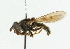  ( - CNC DIPTERA 36428)  @11 [ ] CreativeCommons - Attribution (2011) CNC/CBG Photography Group Centre for Biodiversity Genomics