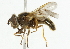  ( - CNC DIPTERA 36452)  @13 [ ] CreativeCommons - Attribution (2011) CNC/CBG Photography Group Centre for Biodiversity Genomics